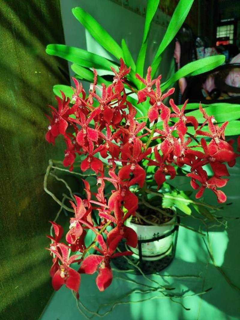 火焰兰的养殖方法和注意事项