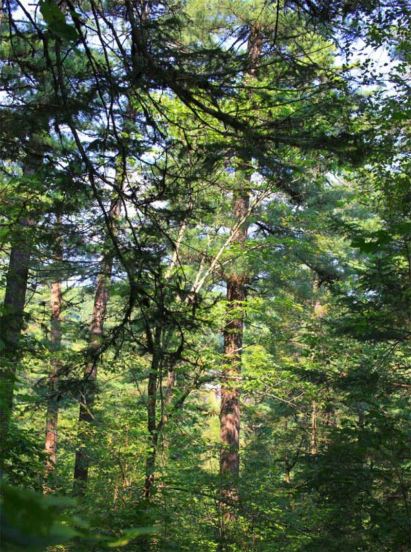 红松是什么植物耐寒多少度