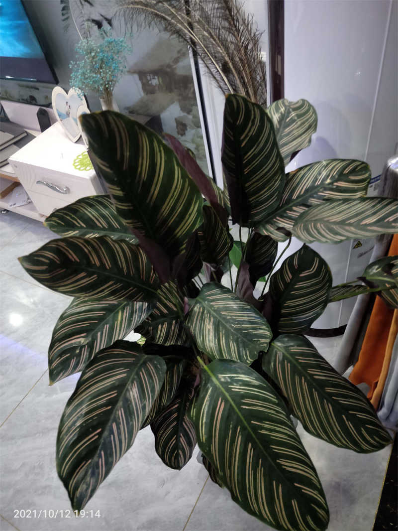 飞羽绿植怎么养