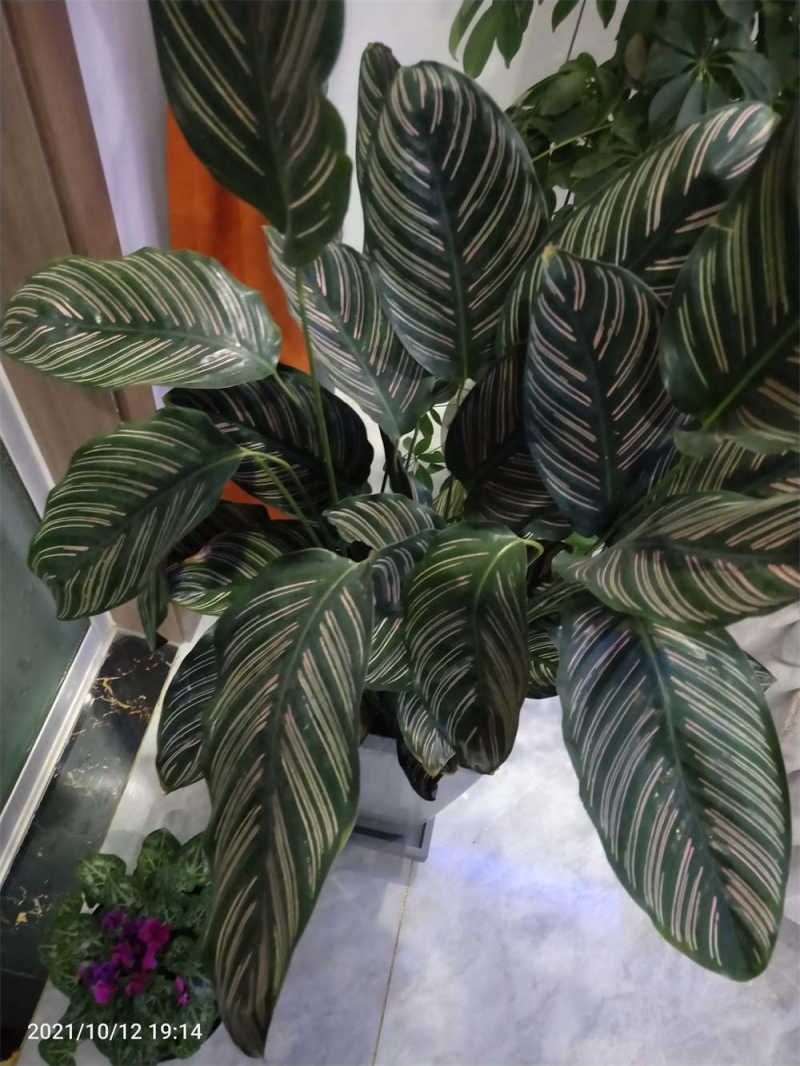 飞羽绿植怎么养