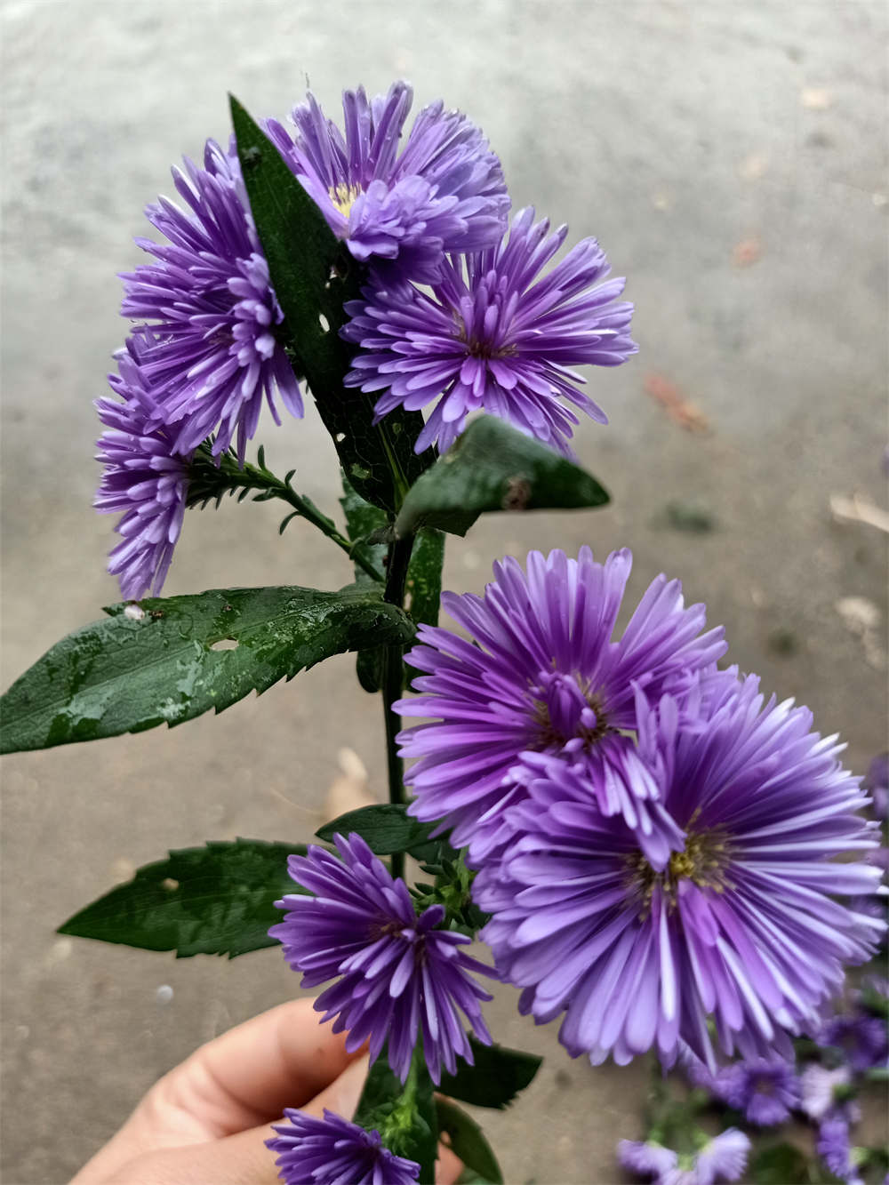 竹林紫苑图片