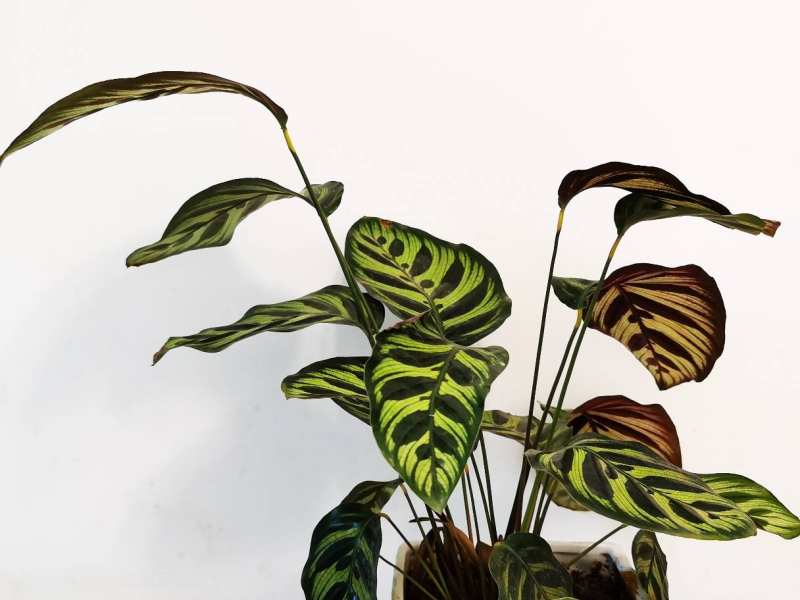 孔雀竹芋有毒吗可以养在家里吗