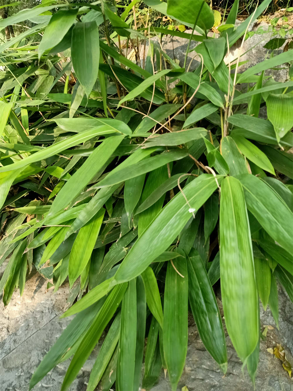 粽子叶是禾本科箬竹属植物的叶子,这种植物并不是树,外形接近竹子