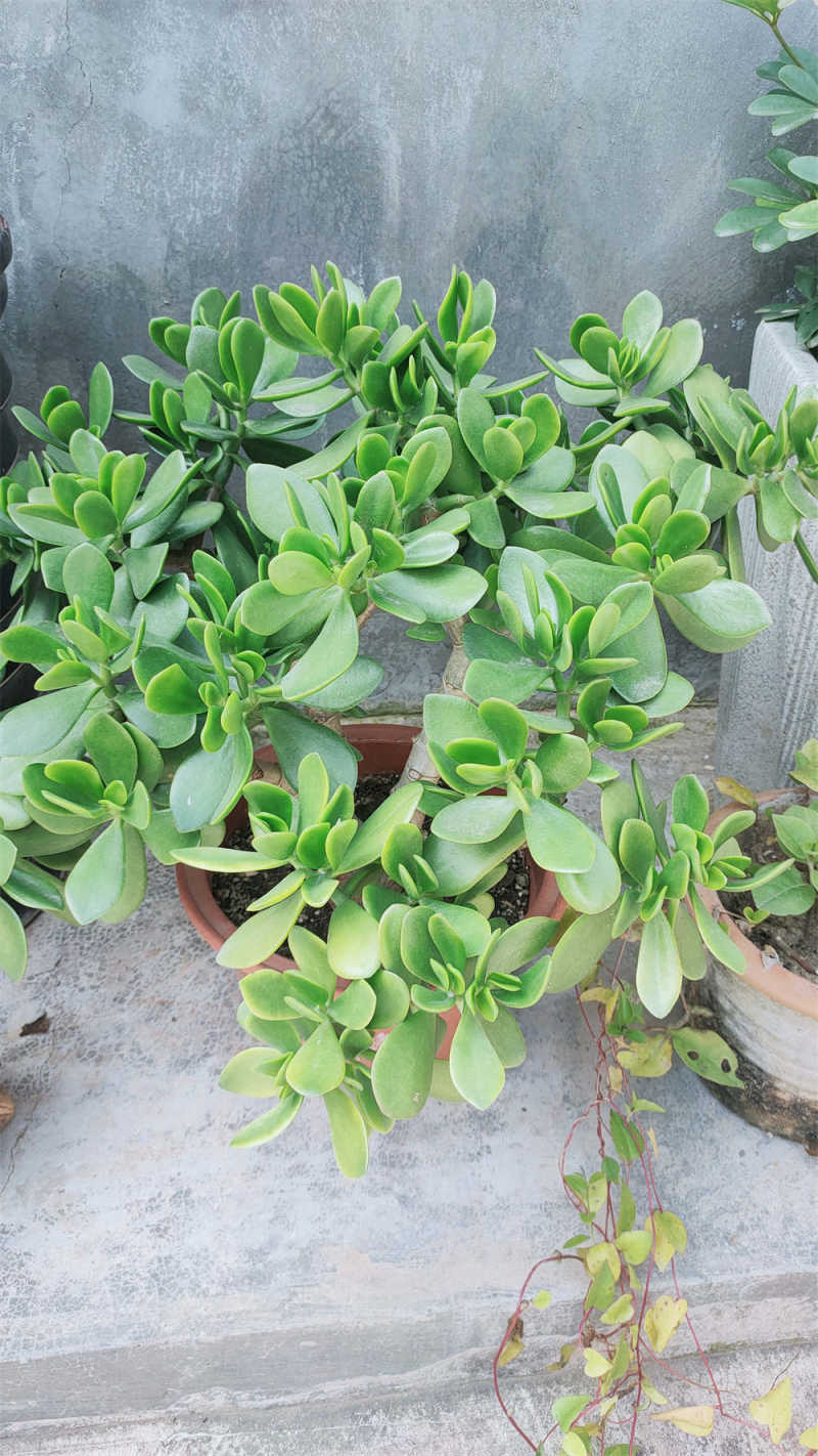 燕子掌的寓意和象征