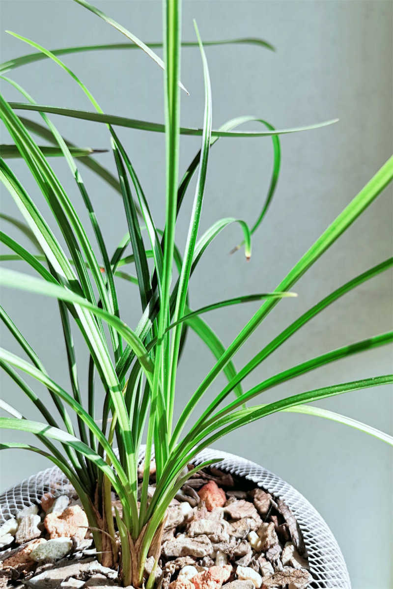 细叶兰花有哪些品种