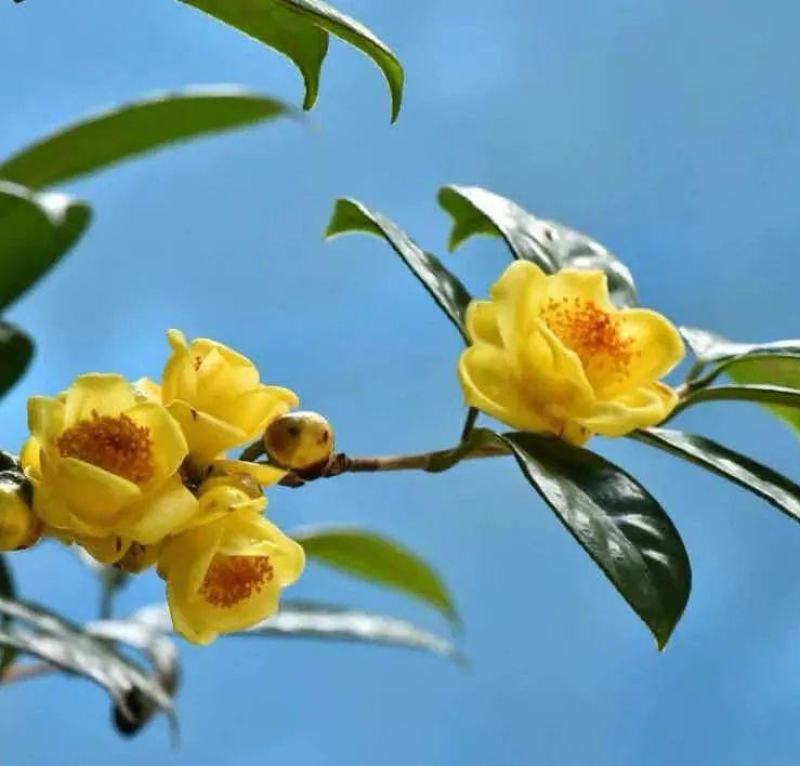 金花茶与金茶花区别 花百科 金花茶与金茶花区别 花百科