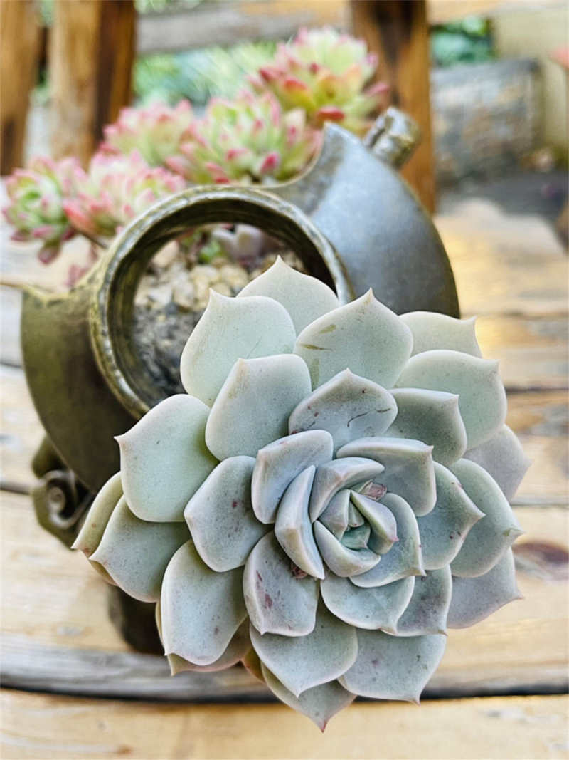 多肉白牡丹怎么养怕冷吗