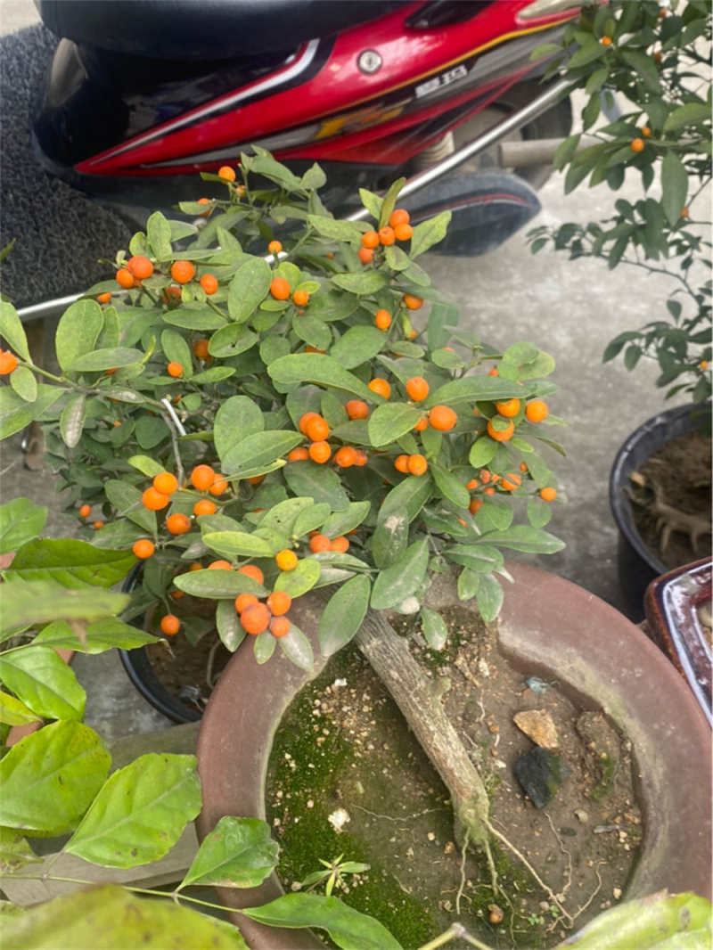 金豆盆景是什么植物