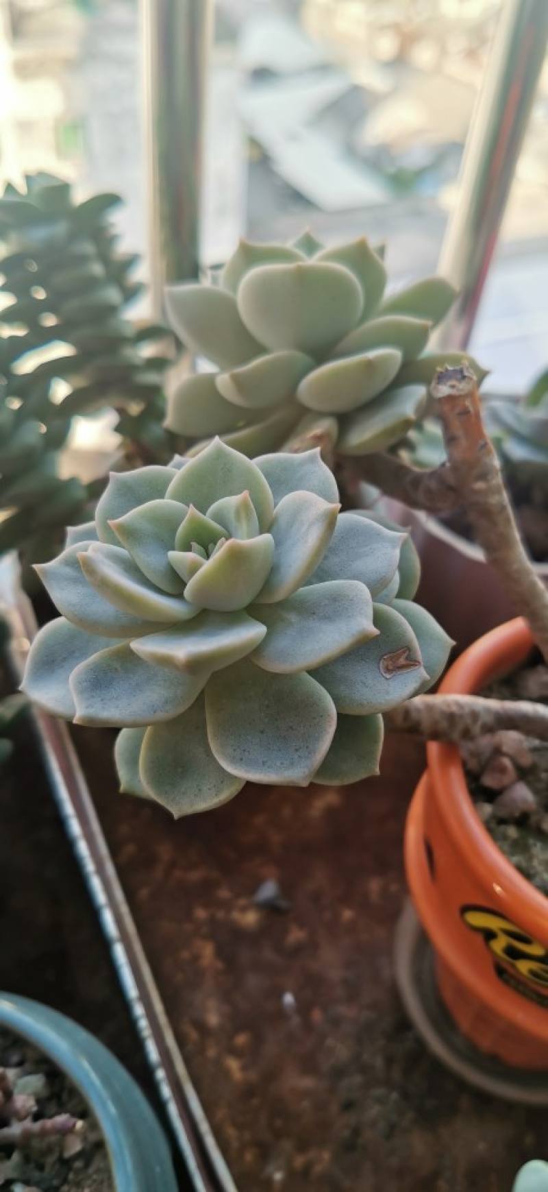 冬美人多肉虽然耐寒,但是低温环境下生长基本停止了,消耗的水分极少