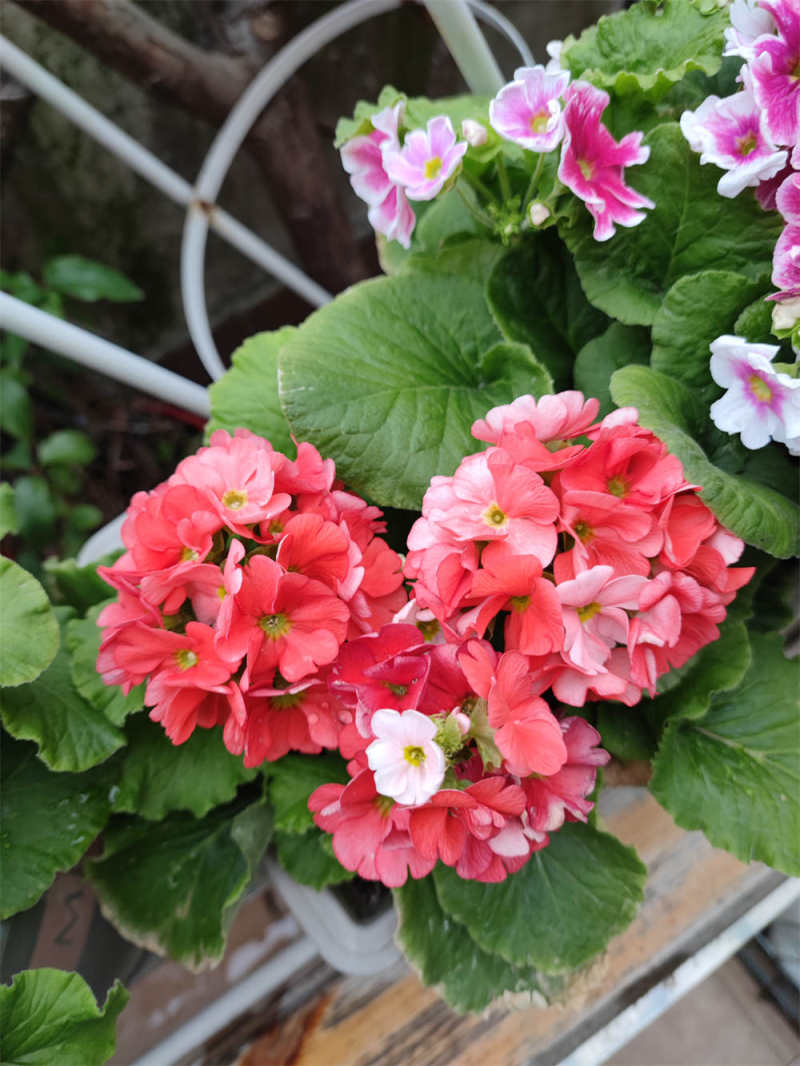 四季樱草的养殖方法和注意事项 - 花百科