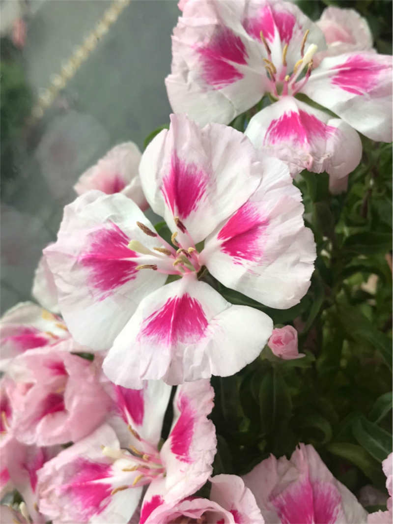 古代稀的养殖方法和注意事项