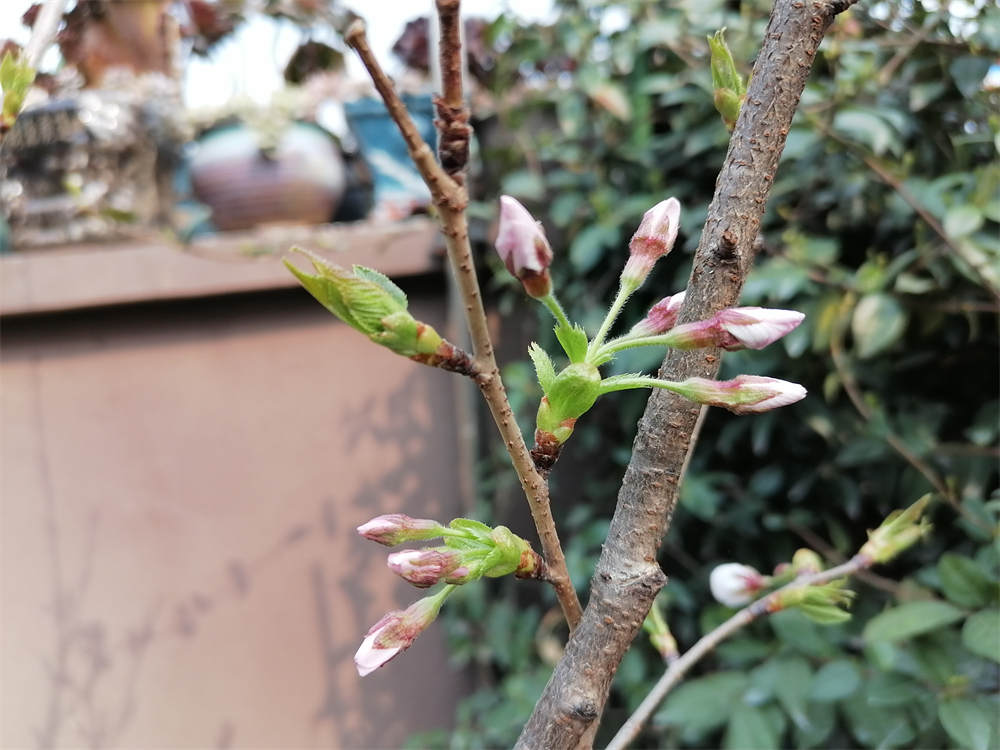 樱桃树芽图片图片
