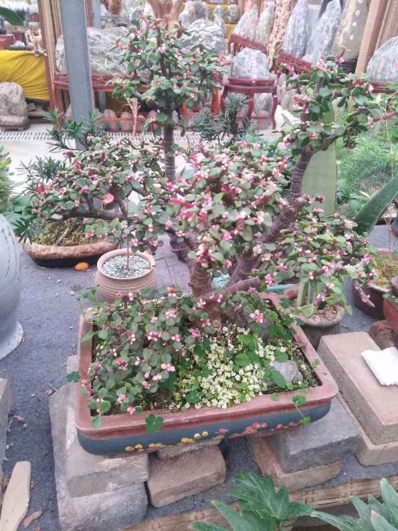 马齿苋树