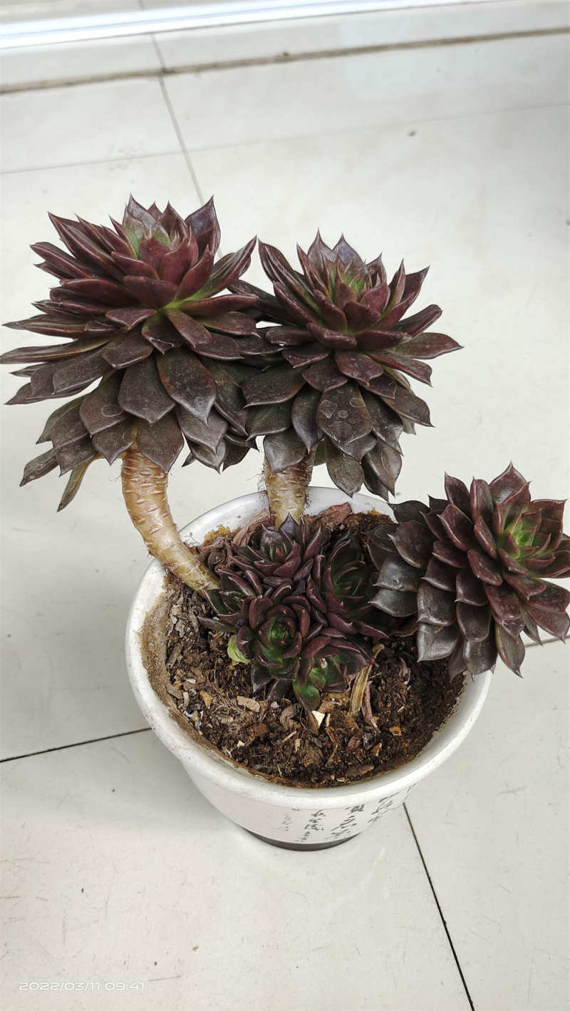 黑王子 黑王子