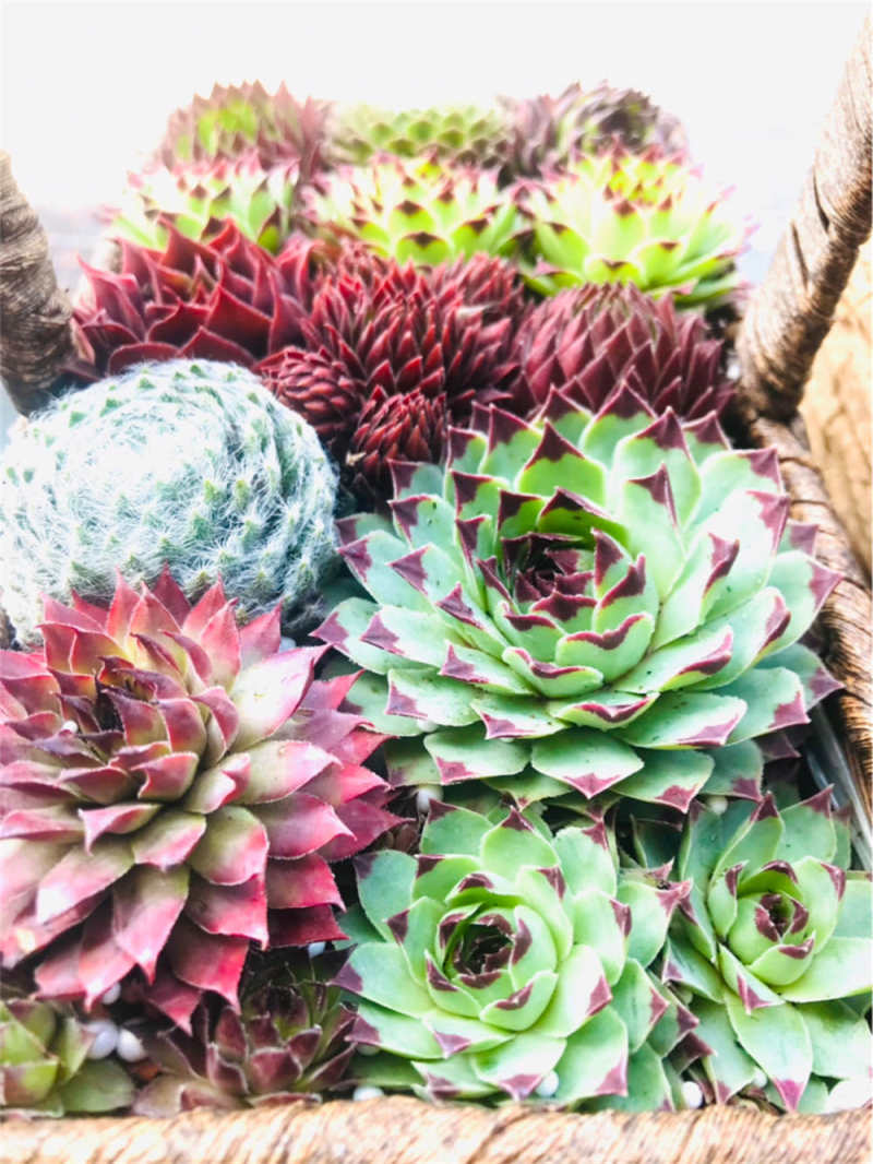 长生草的养殖方法和注意事项