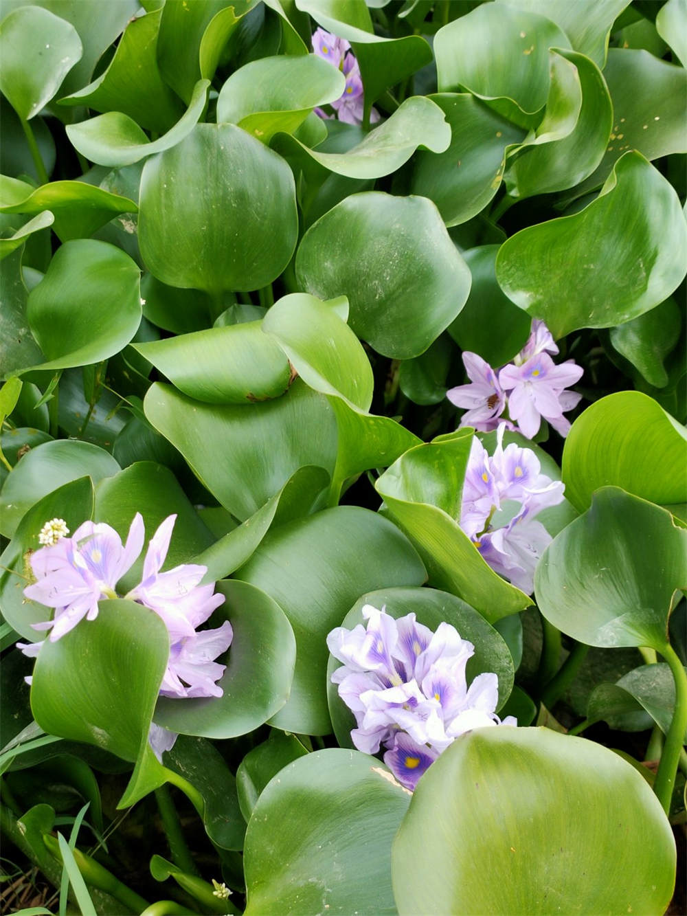 水葫芦什么时候开花