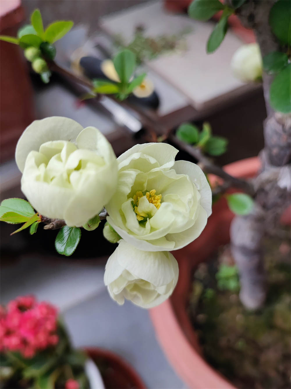 绿宝石海棠一年开几次花