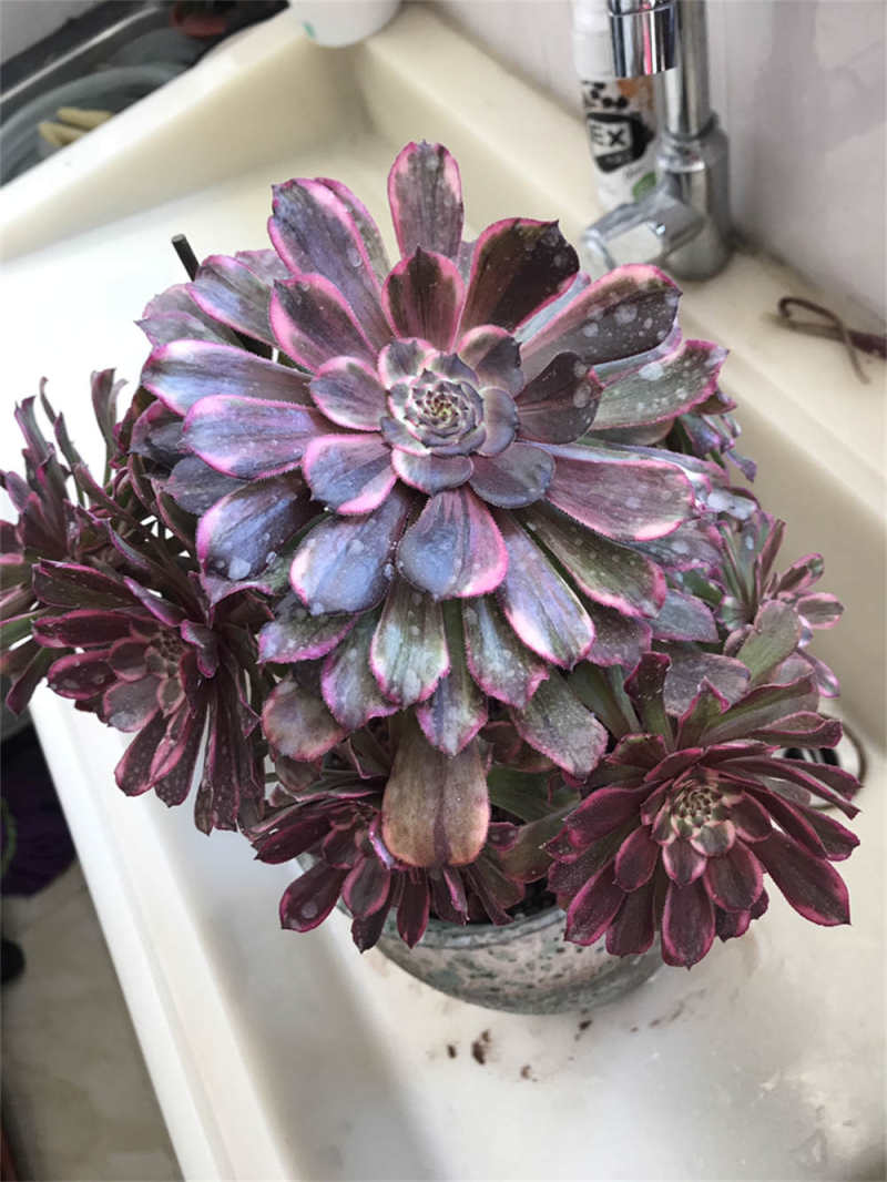 法师锦有哪些品种