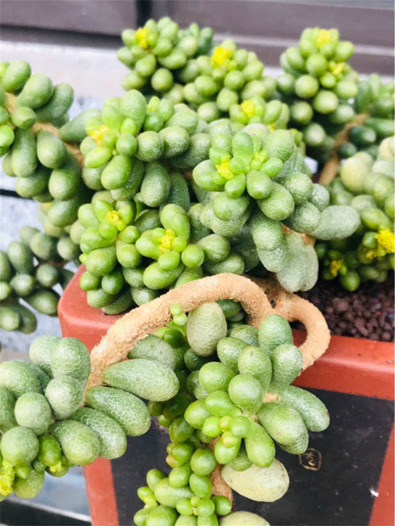 绿龟卵多肉植物怎么养应该注意些什么