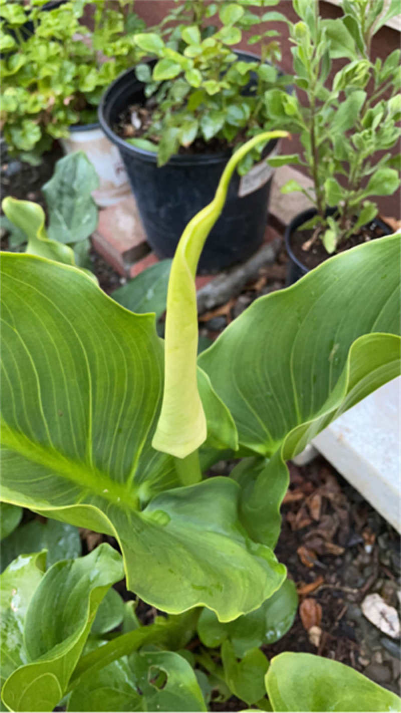 海芋花和马蹄莲的区别分别怎么养护