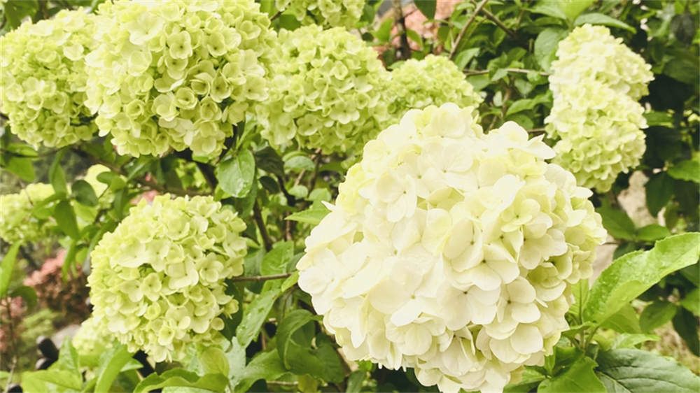 中国 算木花入　f2250224 中国 算木花入 f2250224 积木花花束-中国积木-【TOP TOY官方网站】