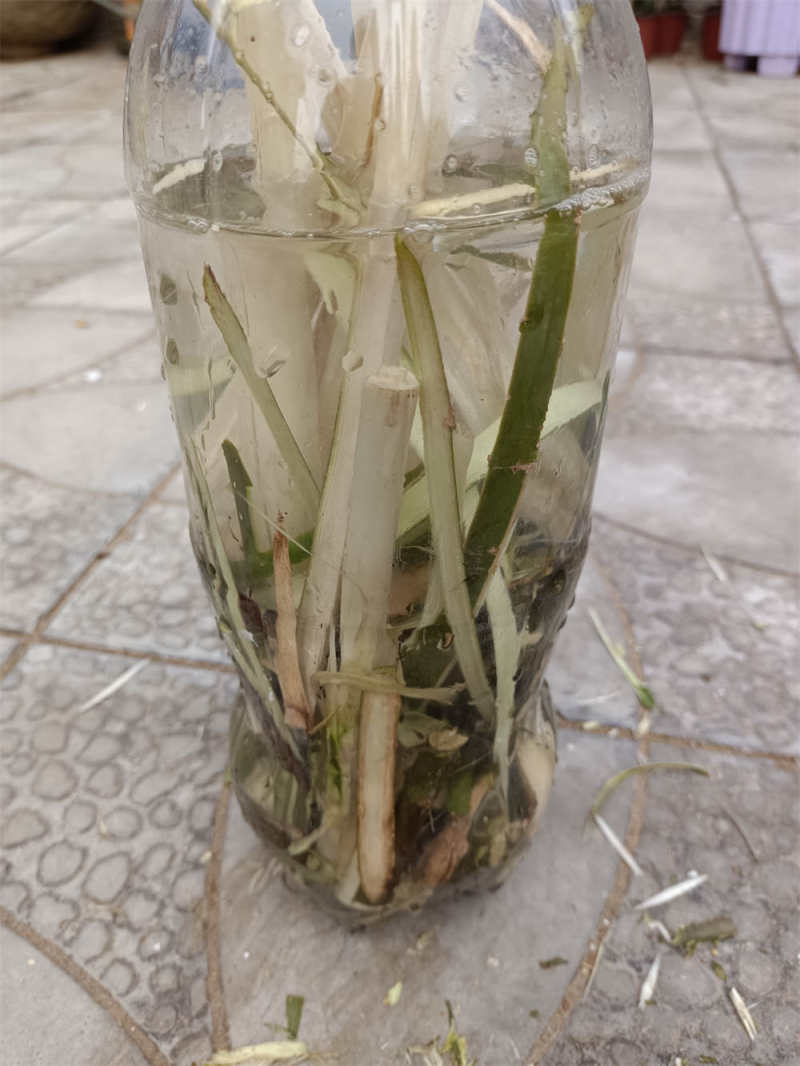 柳树条泡水当生根水泡几个小时