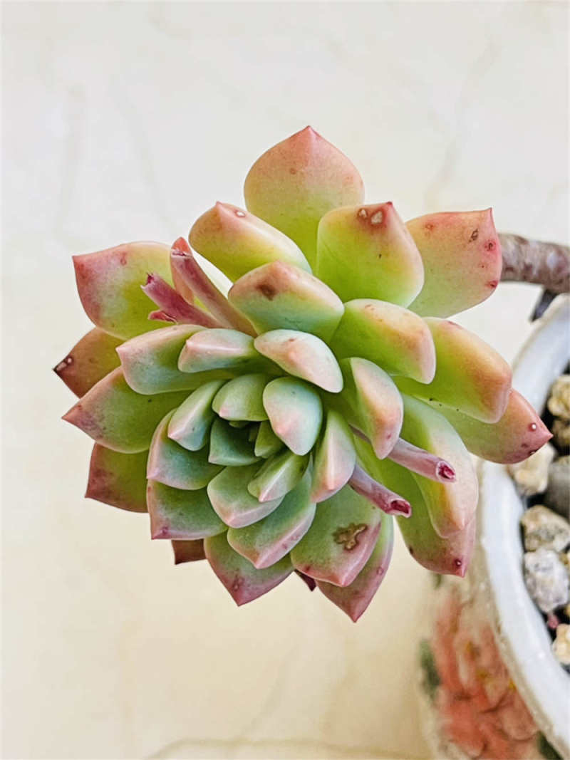 马库斯多肉好度夏吗