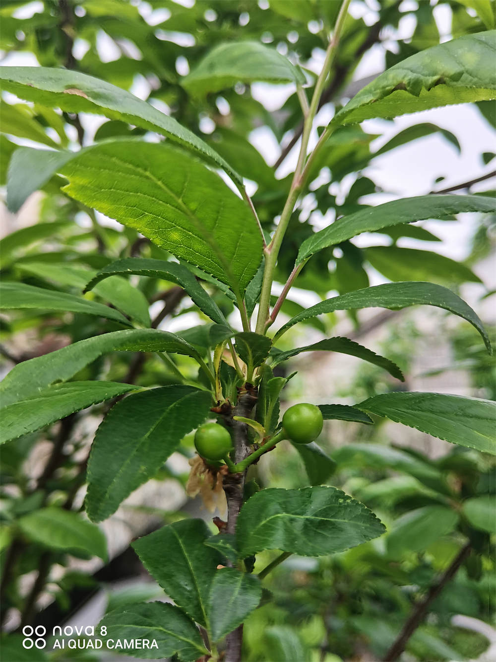 李树叶芽和花芽的图片图片