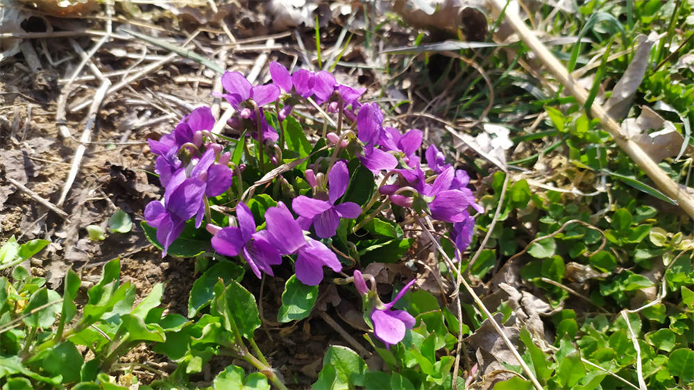 紫花地丁生长图片