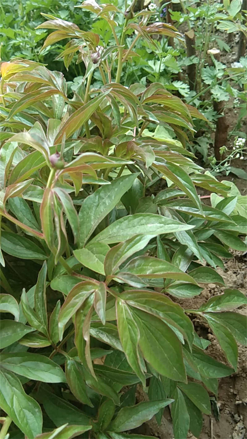 芍药