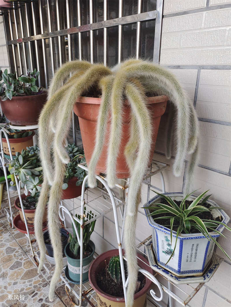 猴尾柱和九尾狐区别