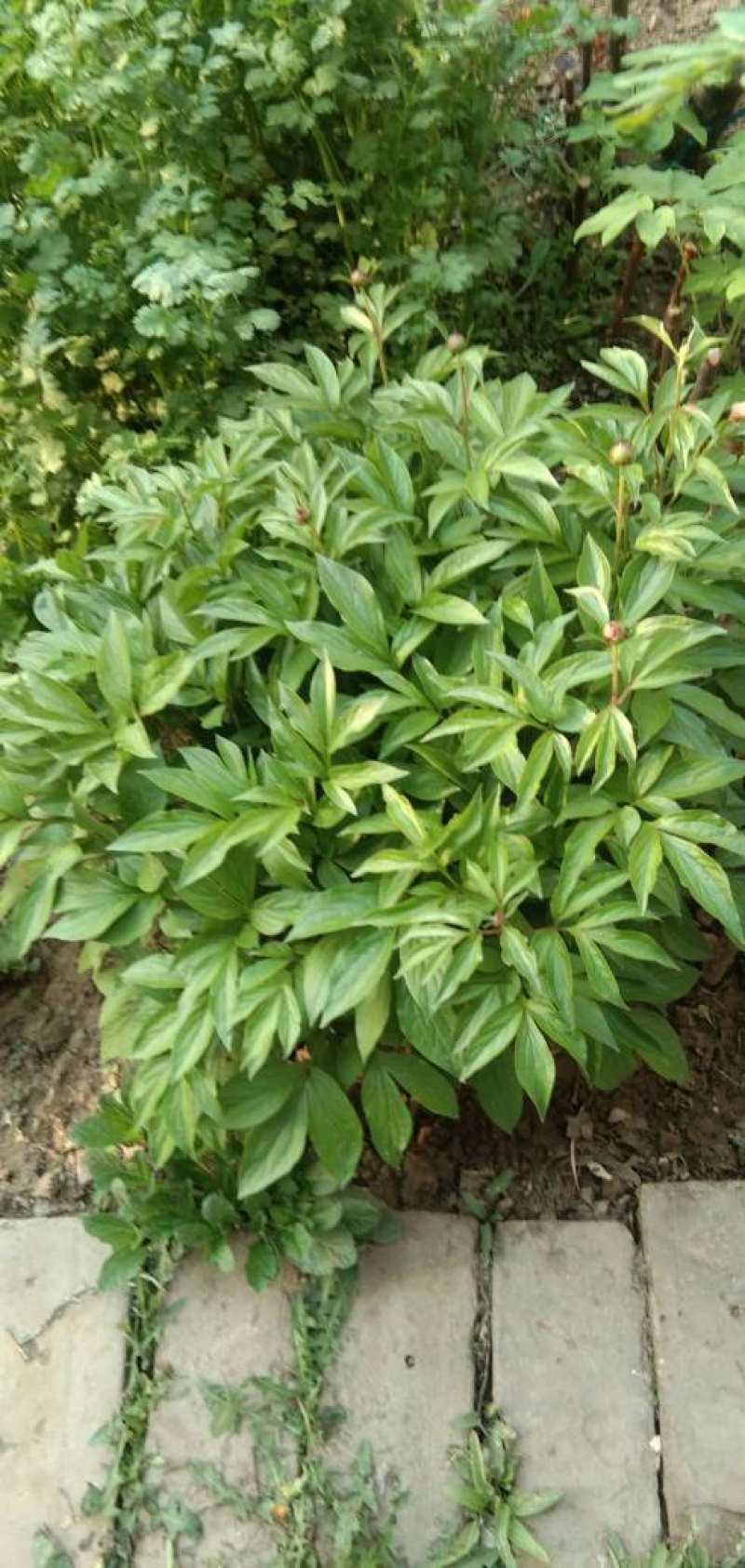 芍药