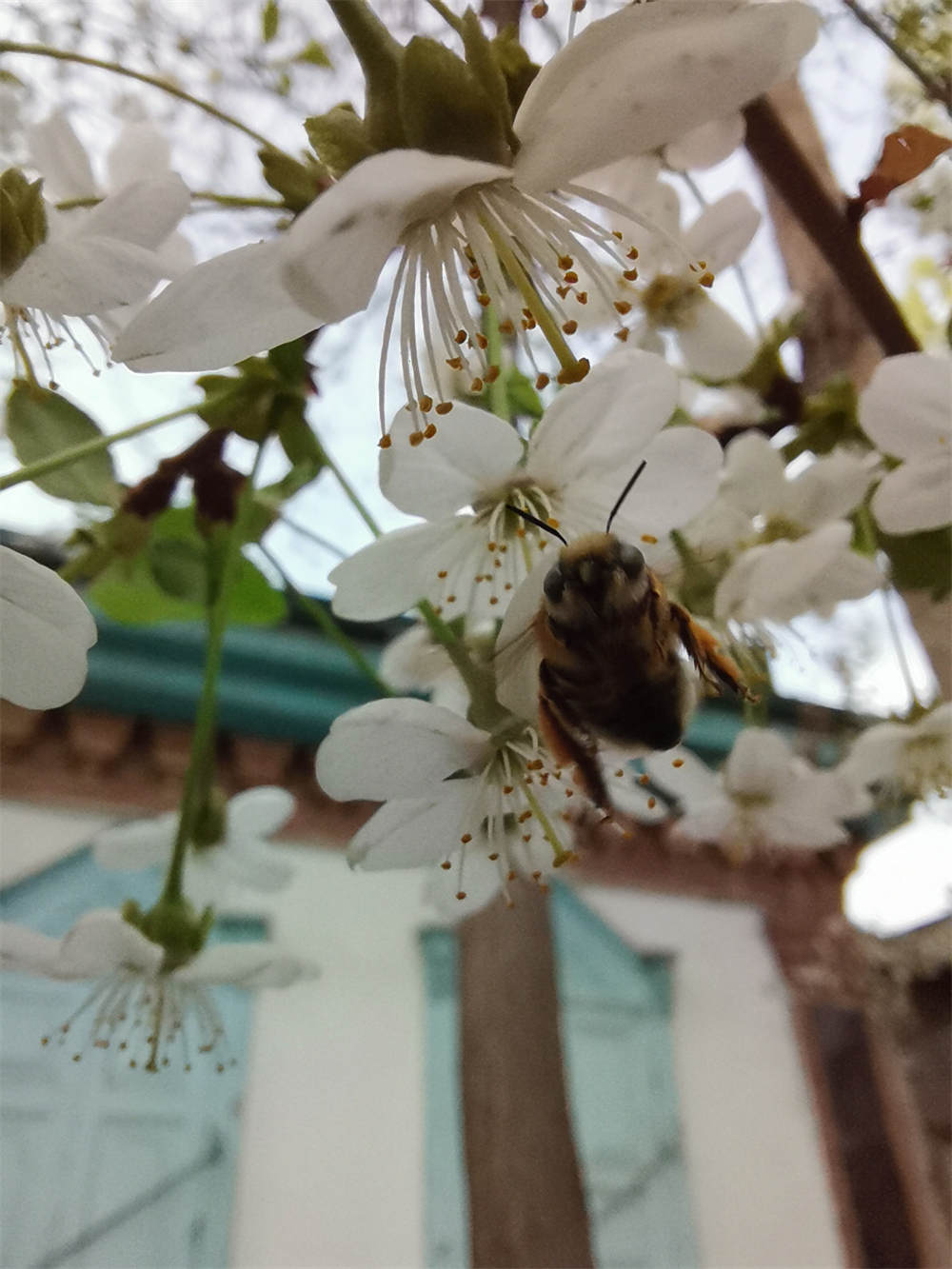 六九大樱桃点花授粉药图片