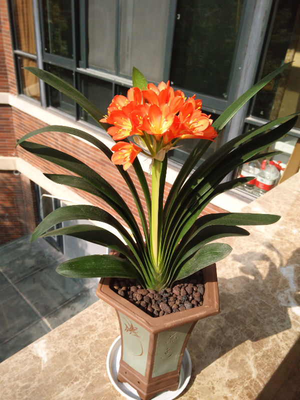 我的君子兰开花哒