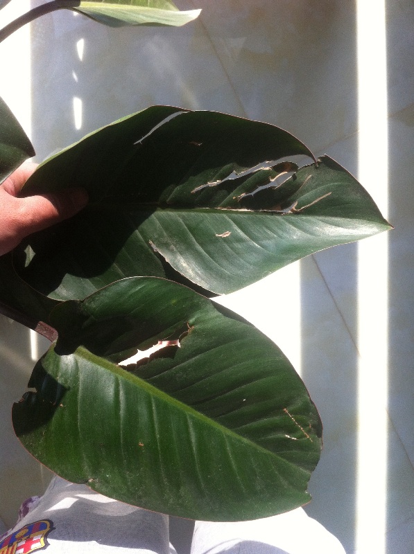 这是啥花 叶子都裂了