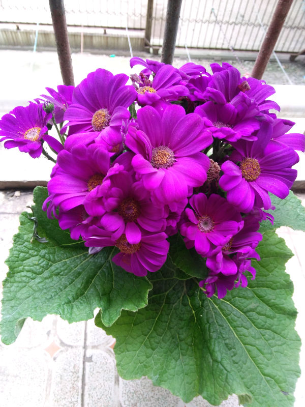 紫色菊花叫什么名字图片