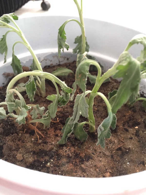 菊花小苗怎么一直殃的