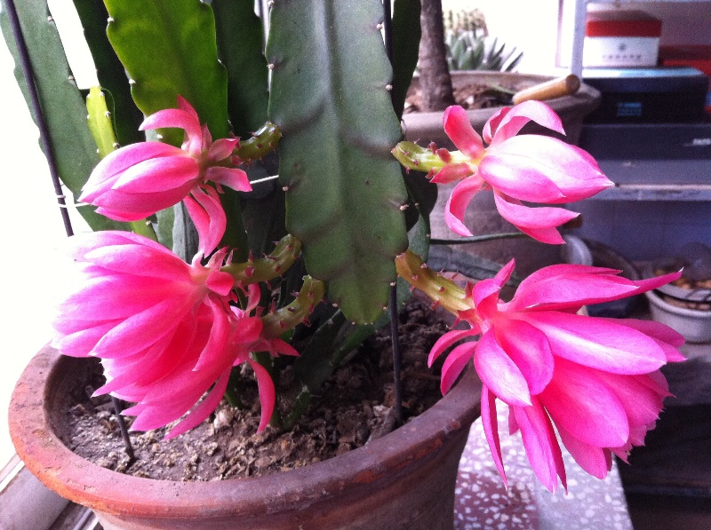 朋友给时说叫令箭牡丹请高手给看看是