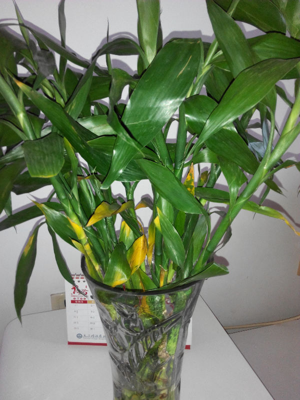 刚买的发财竹的叶子发黄怎么办?