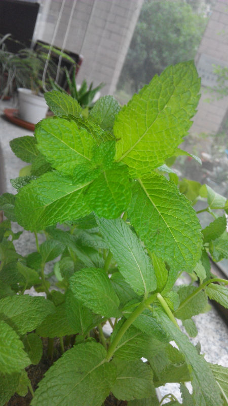 这是什么品种的薄荷