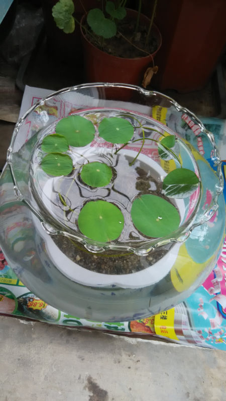 养在鱼缸里的碗莲,不知道能不能开花