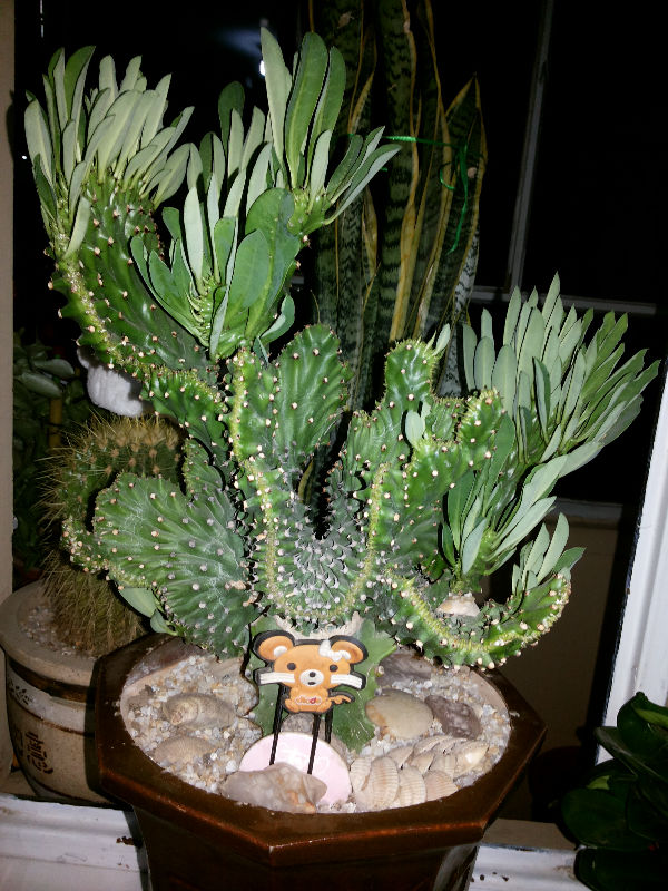 麒麟叶子长了一个半月了还没长全为什么呢