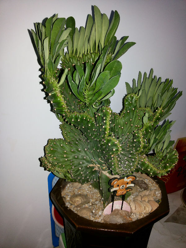 麒麟叶子长了一个半月了还没长全为什么呢