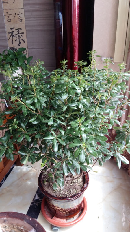 九月香生虫子了怎么办啊