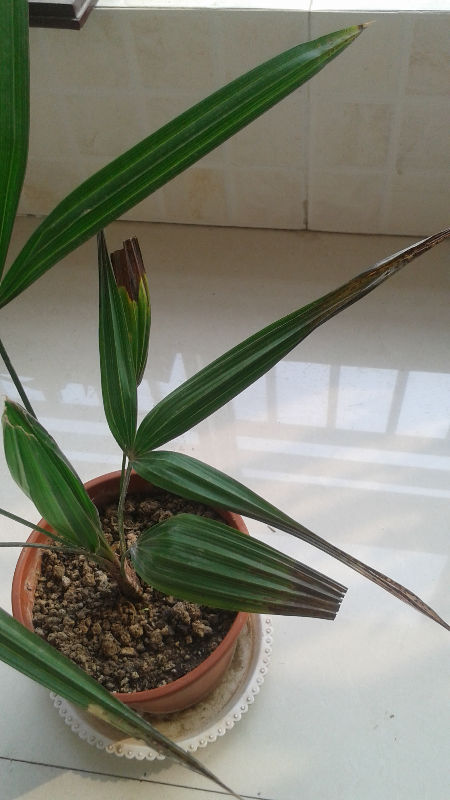 棕竹生病了帮帮我吧