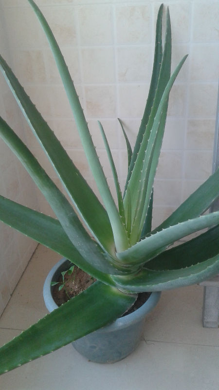 芦荟叶子全绿,没斑点正常么?