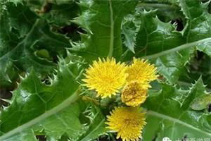 这到底是蒲公英还是苣荬菜植物.