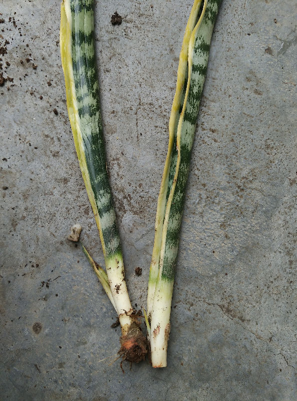 虎皮兰没根能活吗?