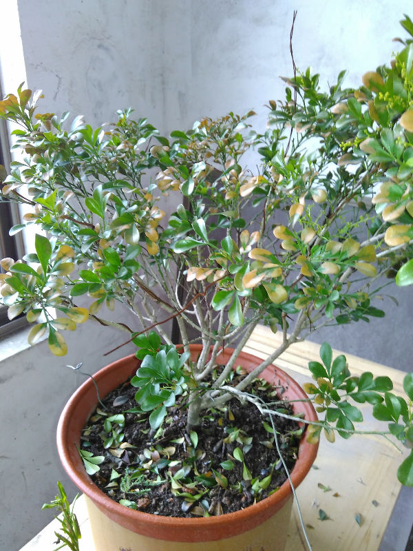 我的米兰不知怎么了,叶子发黄,落叶,大家