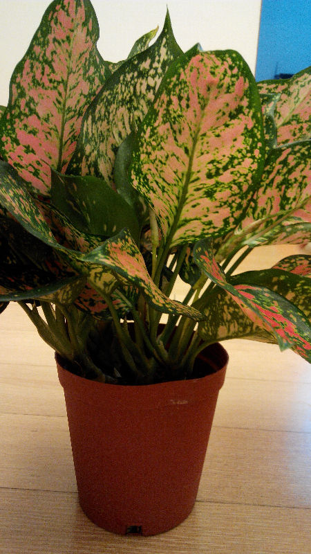 请教大家啊朋友送的也没那么明白什么品种怎么样好么不想花花死掉